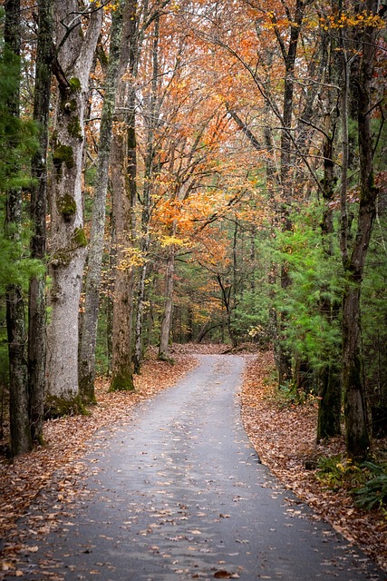 country road, fall, color, autumn, nature, forest, landscape, woods, rural, path, countryside, cades cove, country, alone, road, dirt road, trees, brown road, brown alone, brown color, brown path, cades cove, cades cove, cades cove, cades cove, cades cove