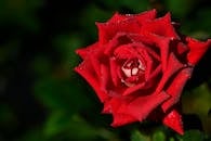 A vibrant red rose covered in dewdrops, showcasing natural beauty and freshness.